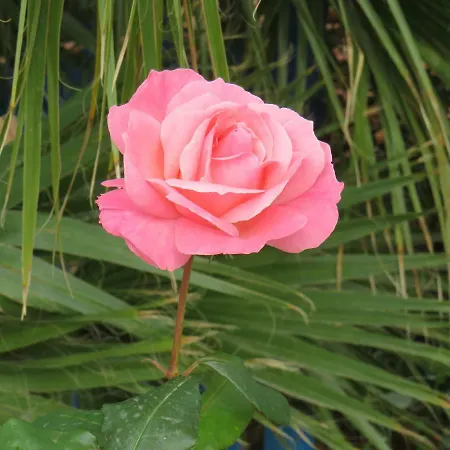 Baglio Del Sole Semesterbostad *